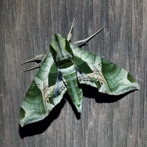 Pandorus Sphinx Moth: logo for website